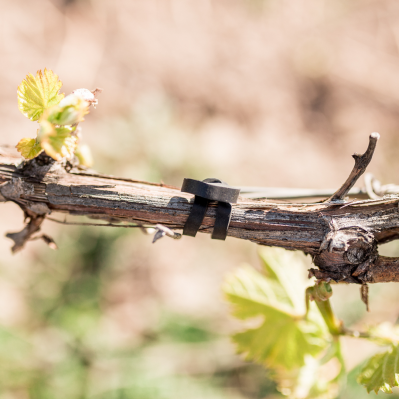 Band on grape vine